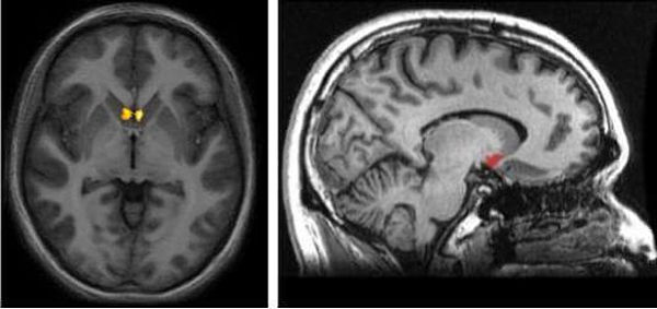 eeuu prohibiria tiktok